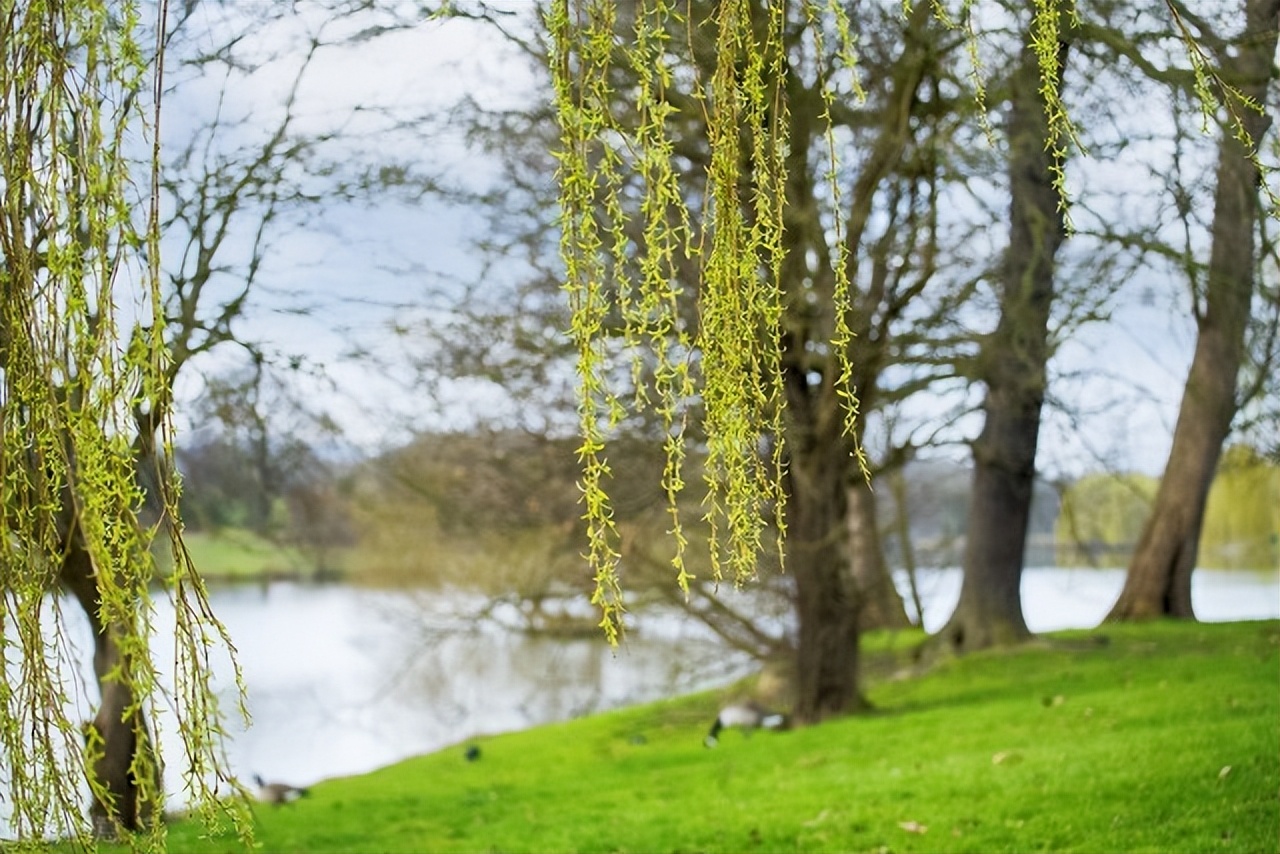 古诗词中柳代表什么,古诗词中有柳的诗句