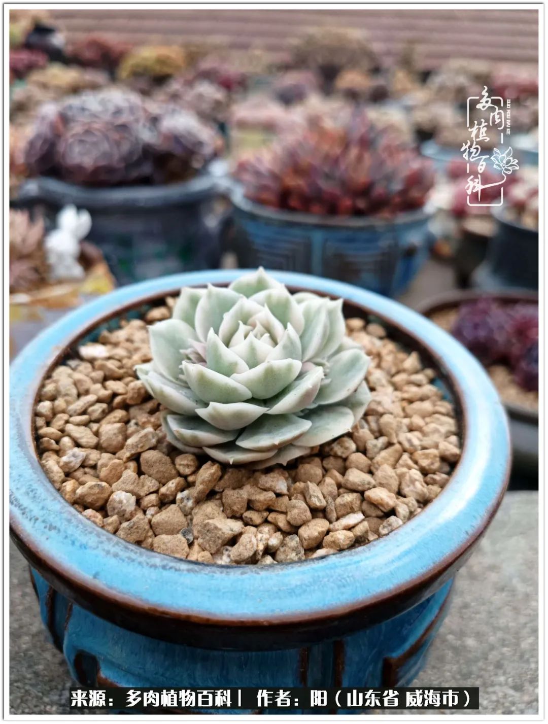 浜洪棿鐑熺伀鑷湁涓囧崈棰滆壊,浜洪棿鐑熺伀鐨嗘槸骞冲嚒棰滆壊