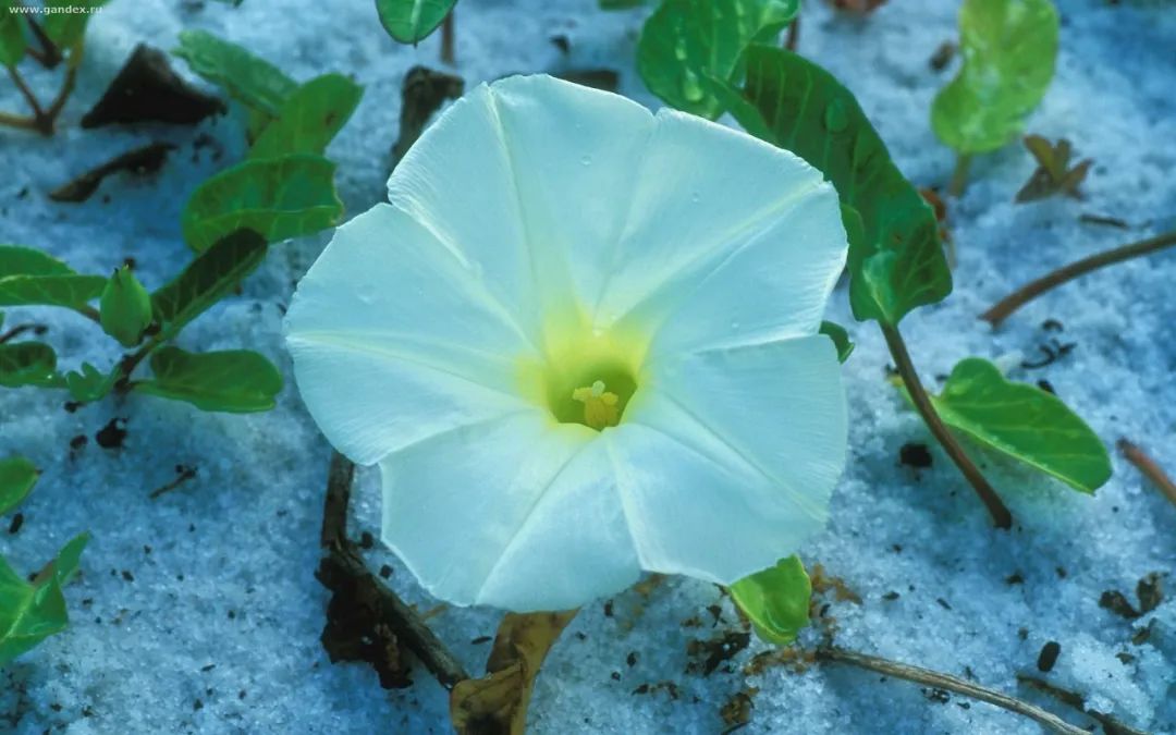 自画像作文四年级400字女生爱画画,我的自画像作文四年级优秀范文