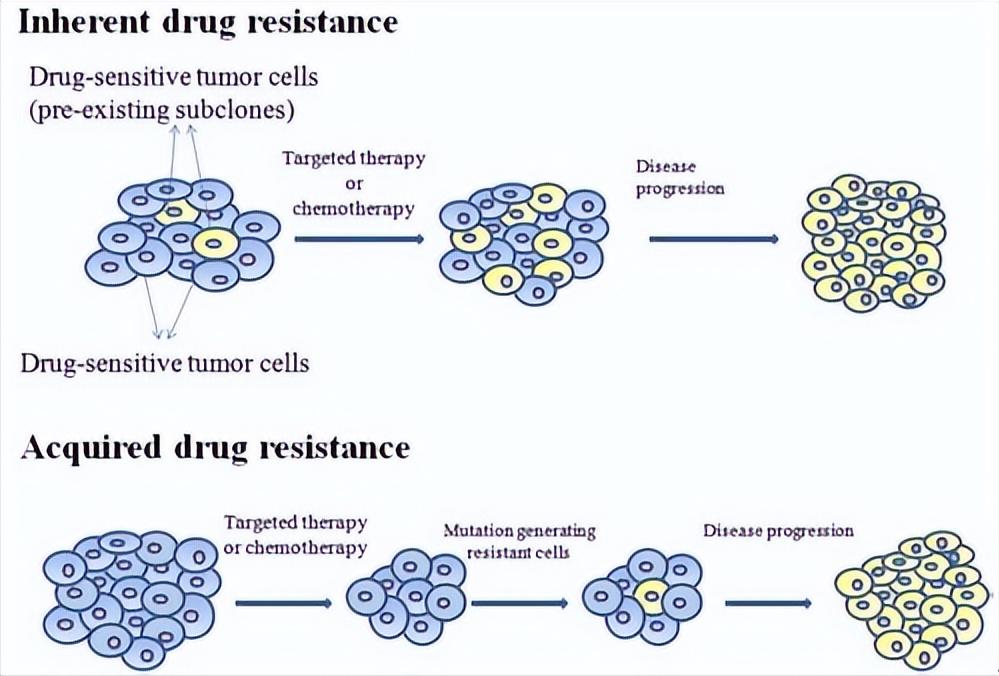 新西兰的几维鸟属于什么类型,新西兰的几维鸟有什么样的形态