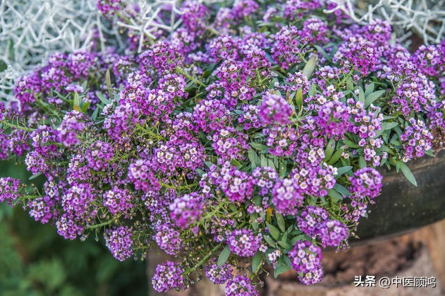 请勿乱用蒙脱石散遵医嘱用药,蒙脱石散有处方药和非处方药