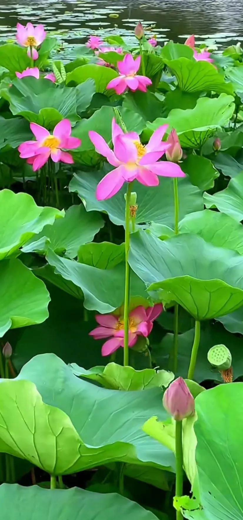 夏至荷花荷叶图片,夏至时节荷花正美图片