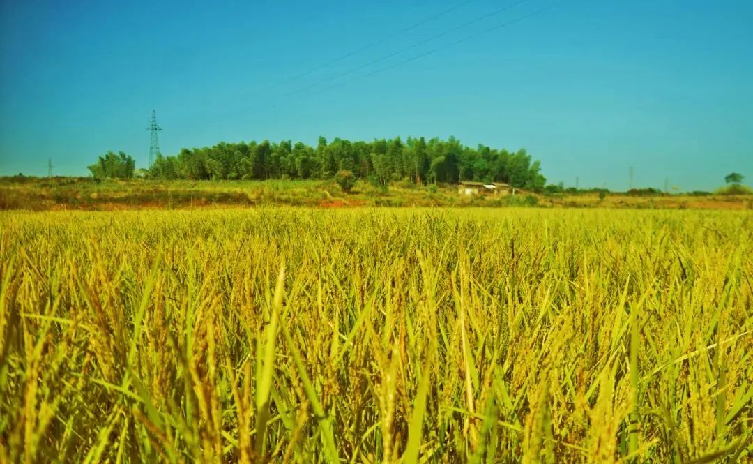秋意渐浓，收藏十月咸宁的专属香气……