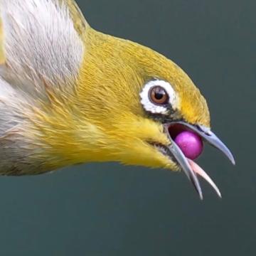 华泰股份行业分析,了解我的上市公司