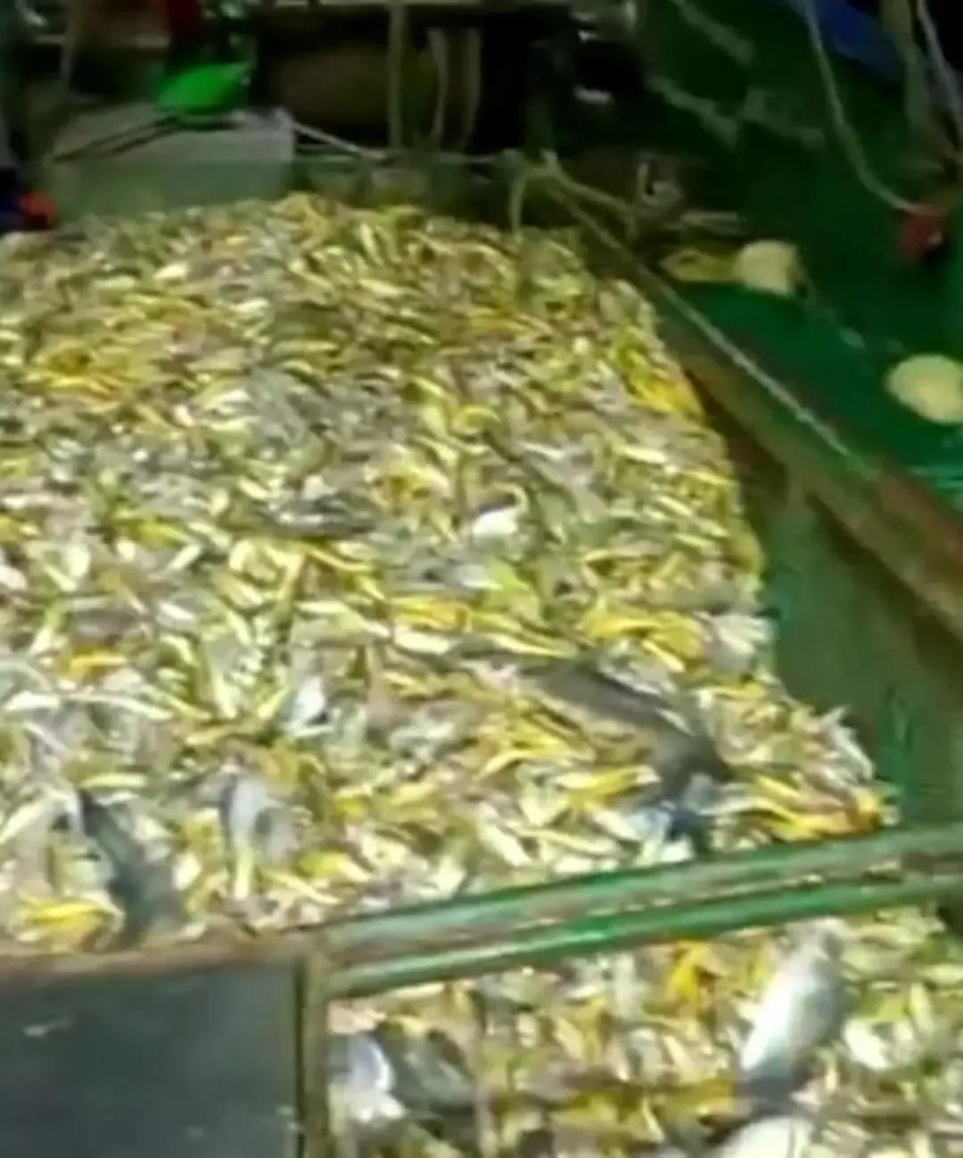 渔民一夜捕捞4900斤黄鱼,渔民一网捕获大量黄鱼