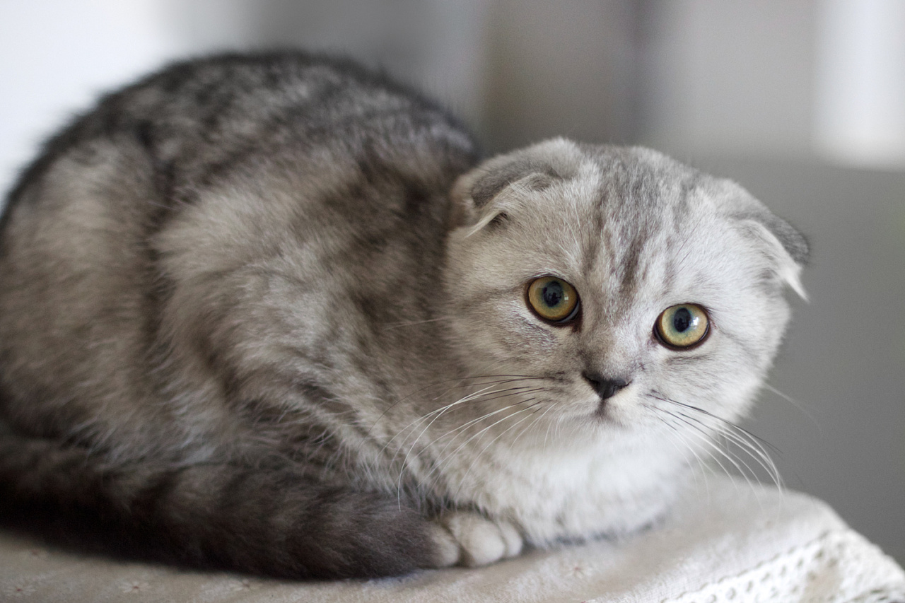 这世界上最可爱的猫咪都有几种,有哪些种类的猫咪最可爱现价500元