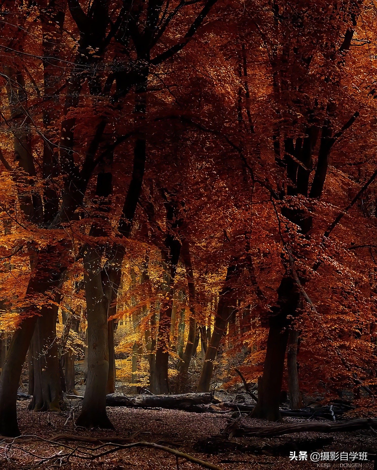 摄影入门教你轻松拍大片,摄影初学学会这几招就能拍美照