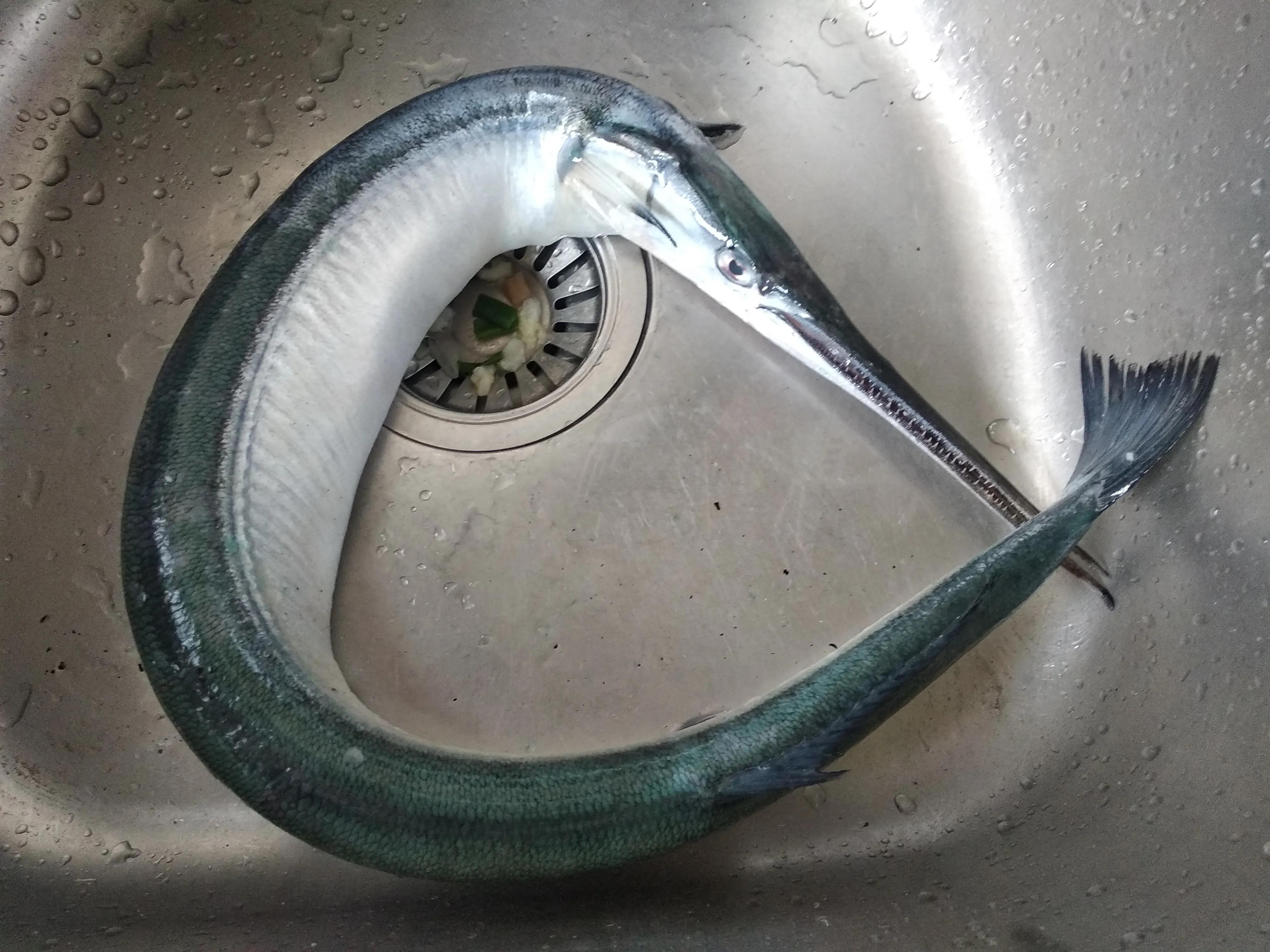 15种常见的海鱼,100种常见食用海鱼图谱