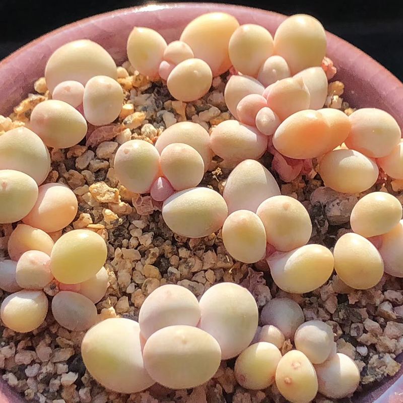 奶酪汤圆多肉怎么养,桃蛋奶酪汤圆的区别