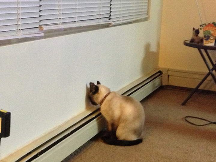 猫咪一直闪红灯是为什么,猫咪向你发出的求救信号