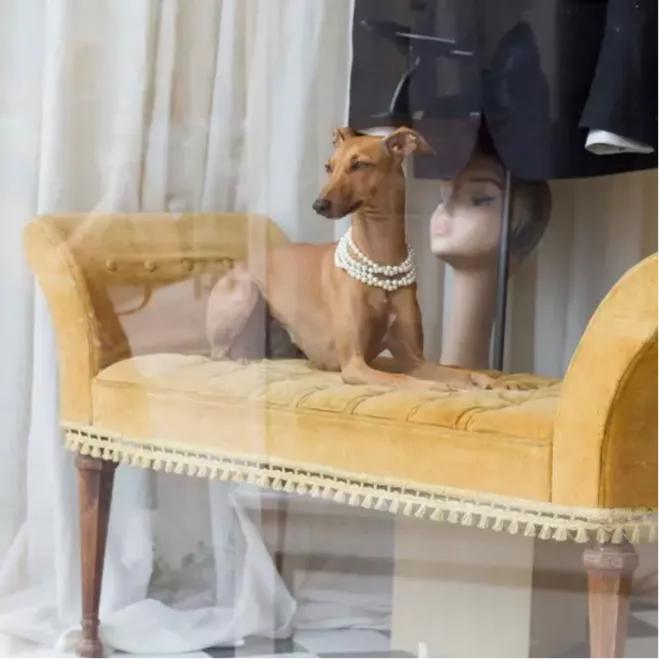 一只流浪狗被收留后成功的逆袭了,一只被遗弃狗狗的逆袭之路