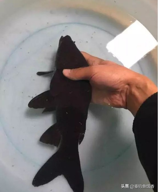 南京钓友钓获通体纯黑怪鱼，连眼睛都是黑的，它的身份真不简单！