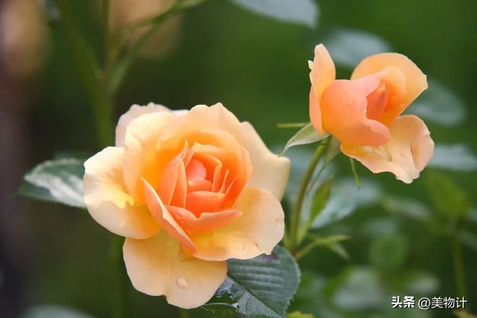 孟浩然最美十首诗解析,孟浩然最著名的四句诗