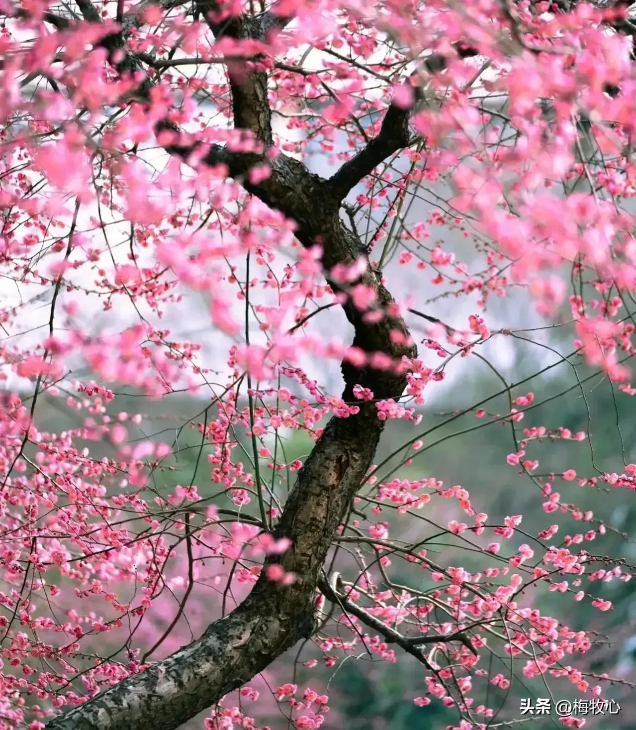 五言律诗咏梅五首,咏梅的最佳诗词七律