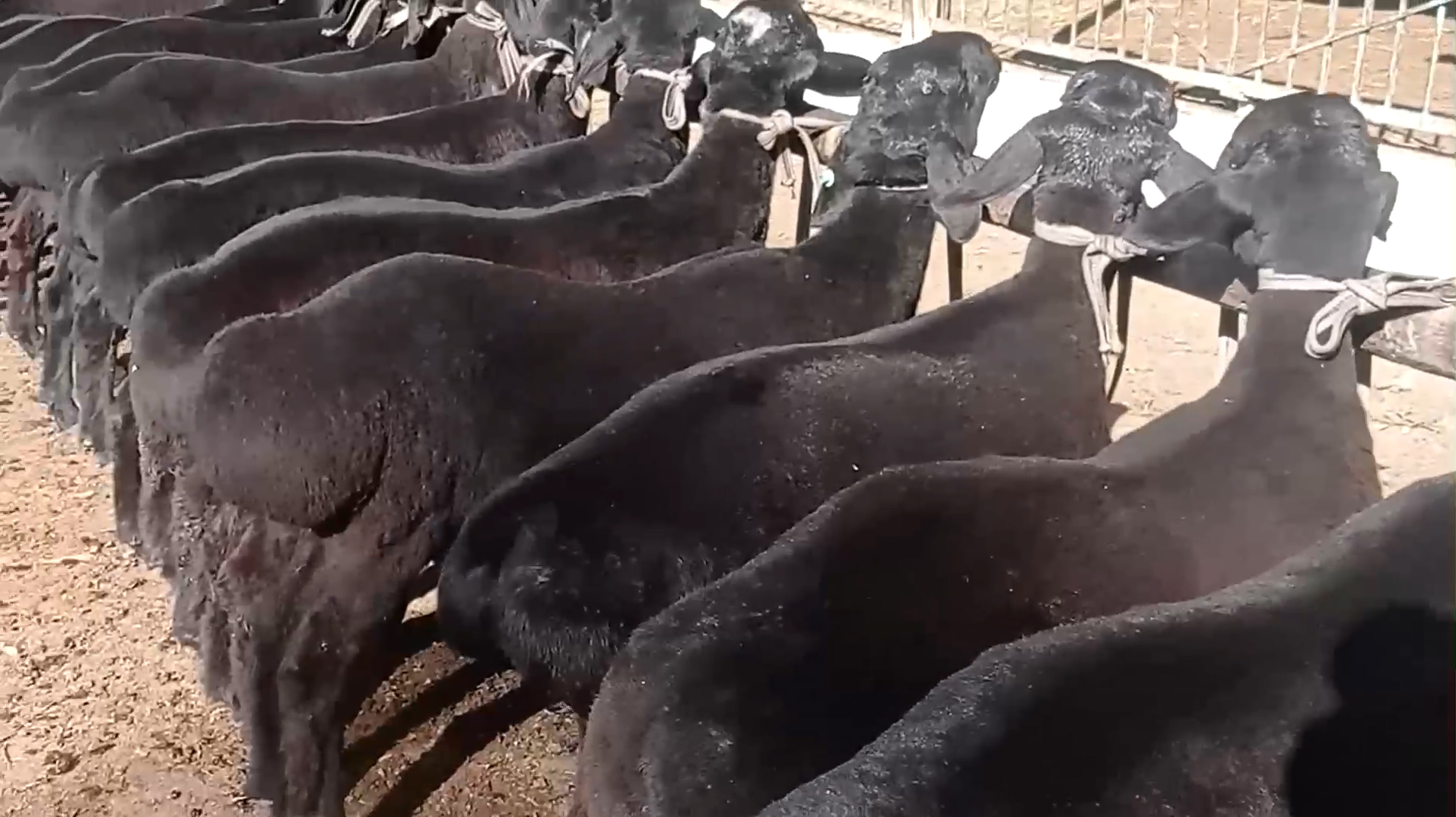 回农村创业适合养殖什么不愁销路,在农村做什么养殖生意比较好