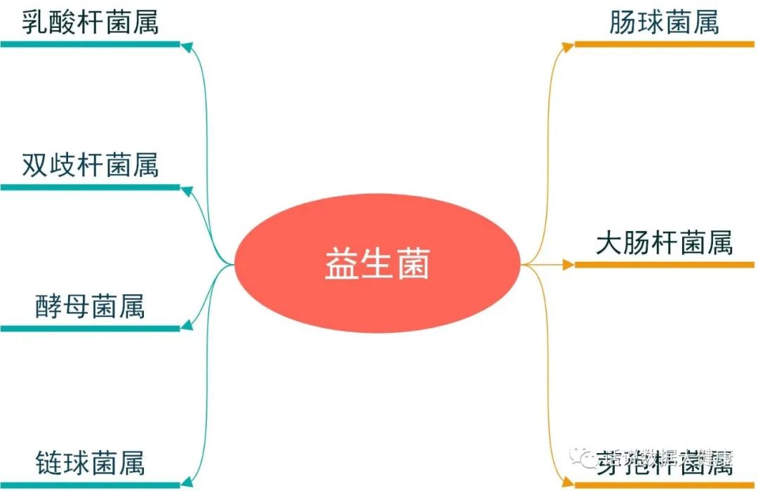 如何选择益生菌,如何选择益生菌变成易瘦体质