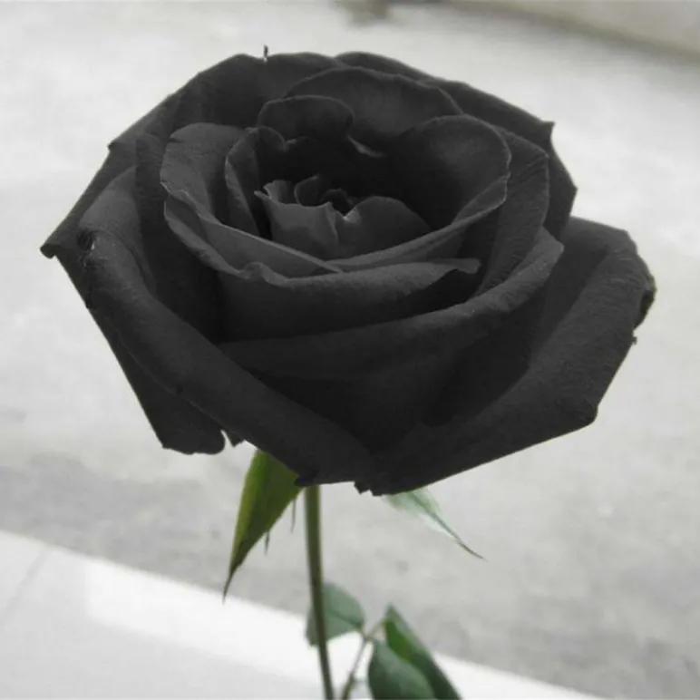 罕见漂亮的鲜花,全球最漂亮的鲜花