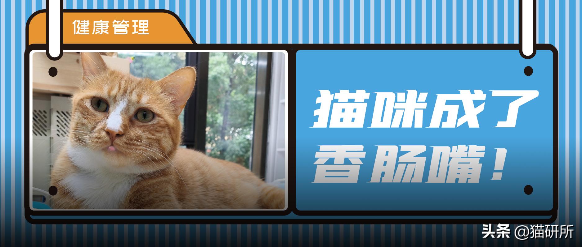 猫咪嘴巴突然肿了怎么办？真不是上火