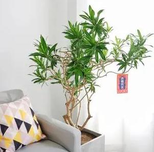 现代风好养的绿植搭配,好养简约风家里绿植