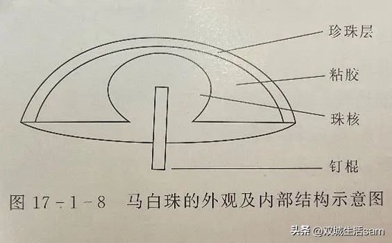马贝珠珍珠,英国女王绿松石胸针