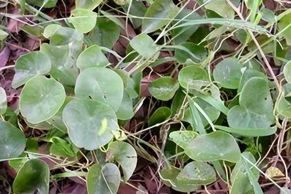 千金藤素真的能治新冠吗？