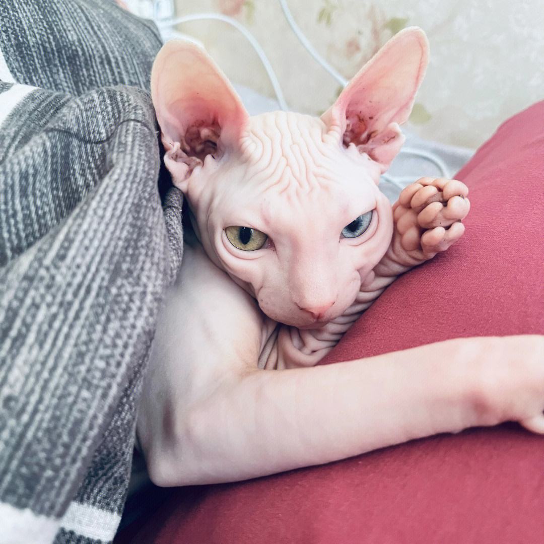 养了就想扔掉的狗,养的猫想扔了