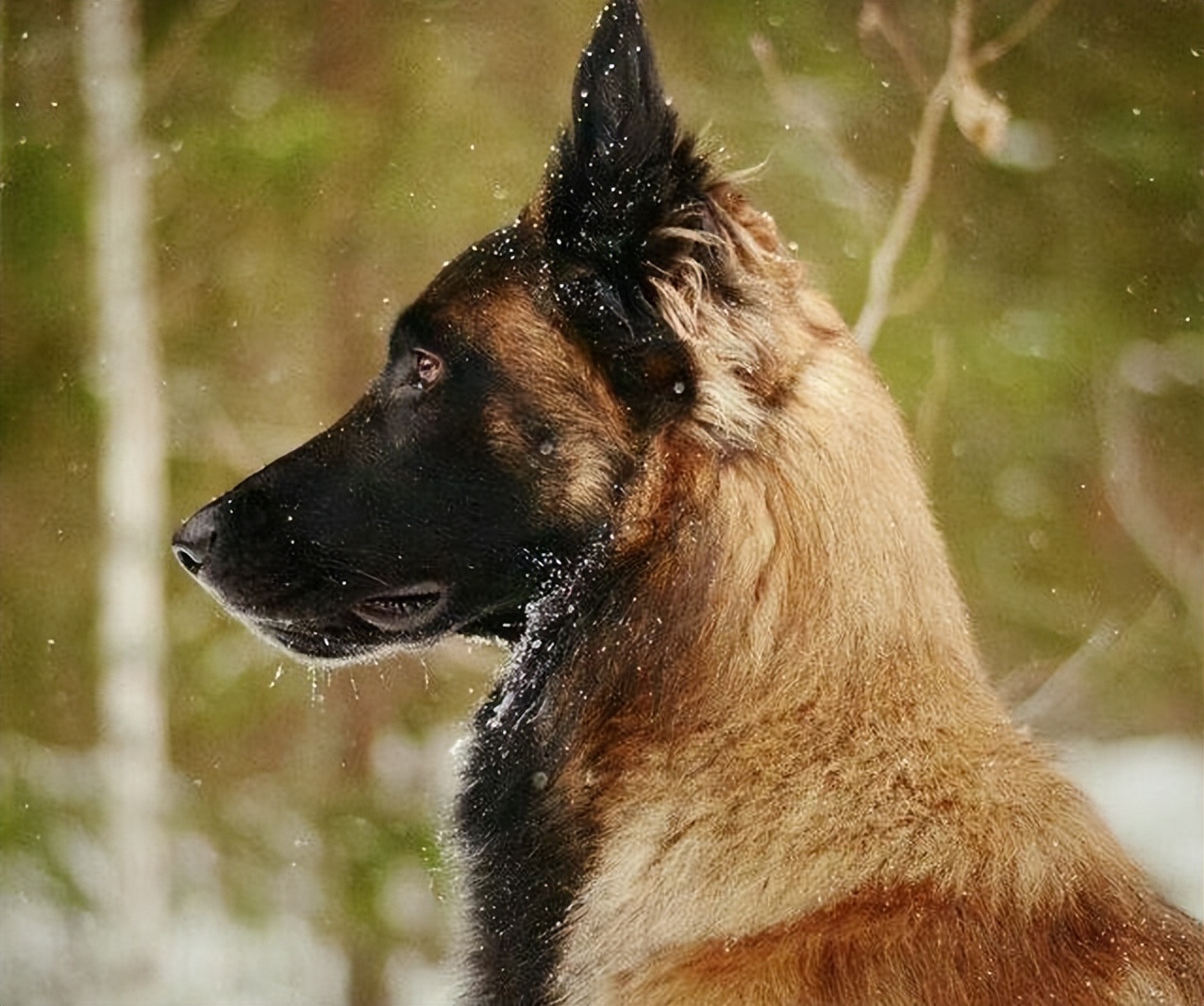 马犬属于禁养犬吗,马犬一只让人不敢养的狗