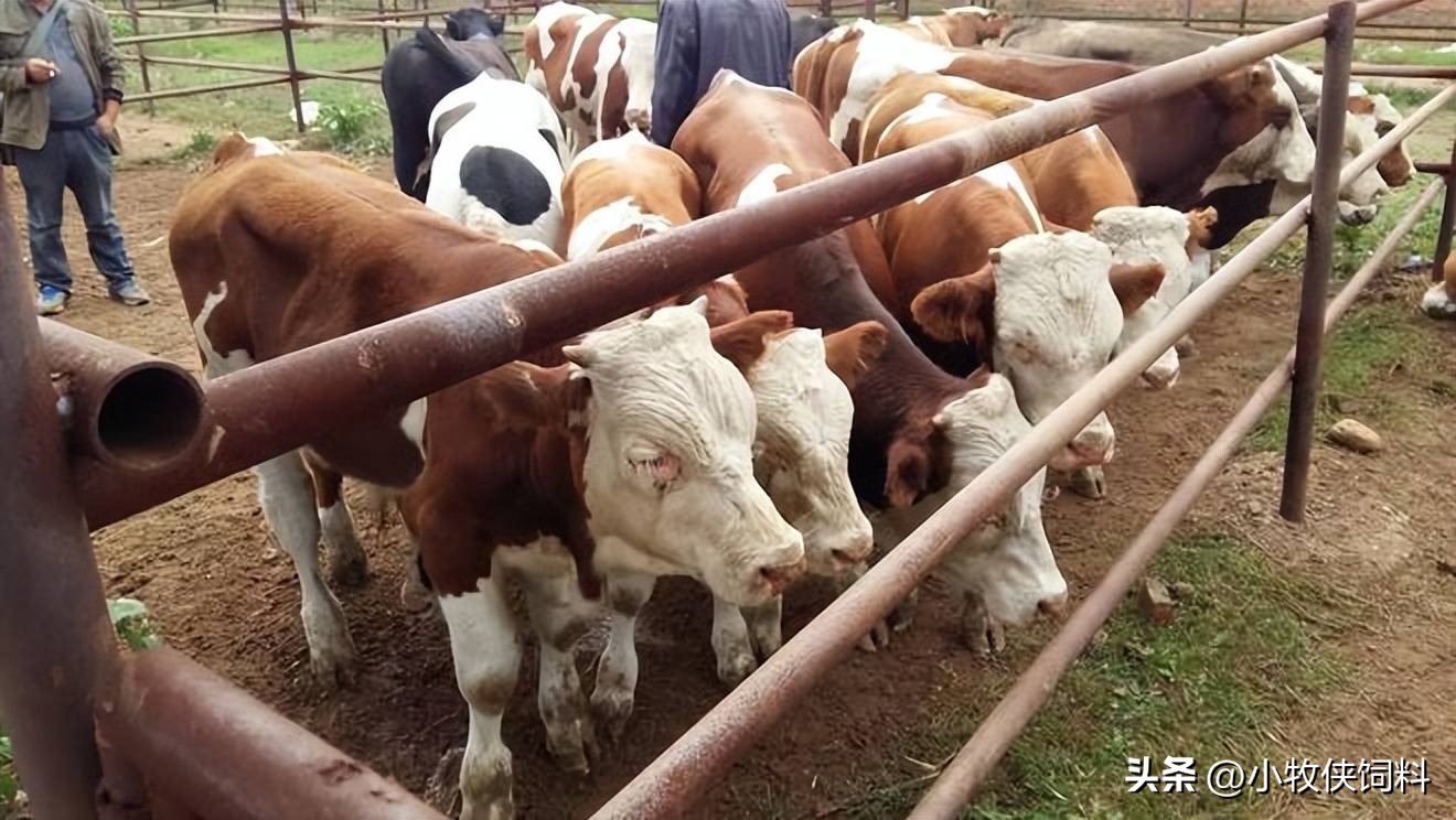 僵牛形成的原因,僵牛是怎么造成的