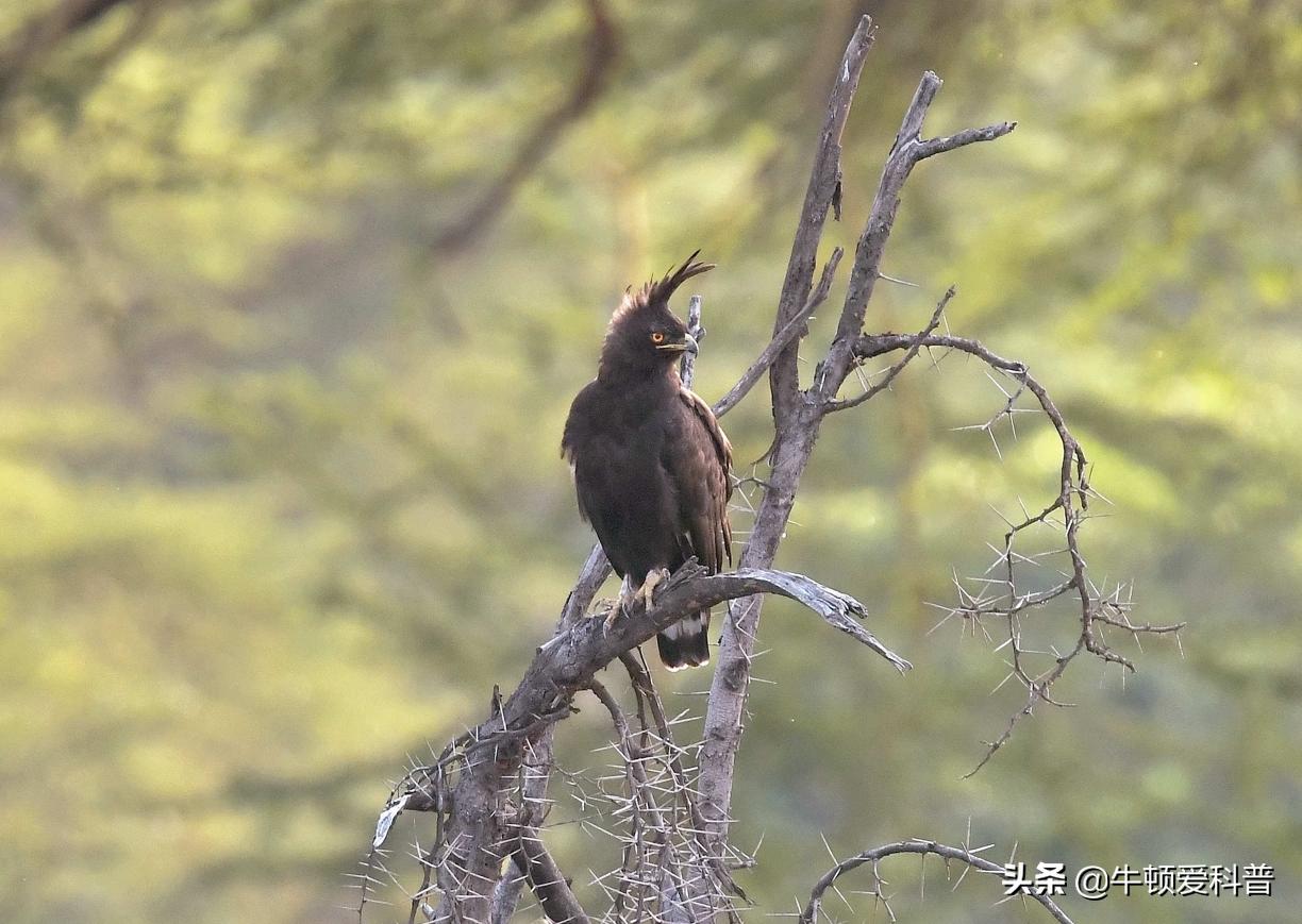 世界十大猛禽角鹰,猛禽金雕是什么鸟