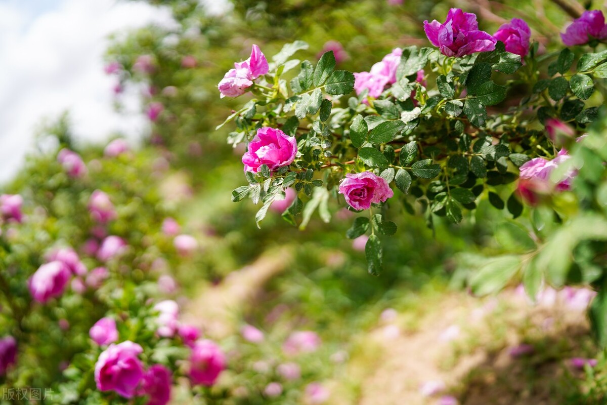家里养哪五种花大气,家养哪四种花寓意好