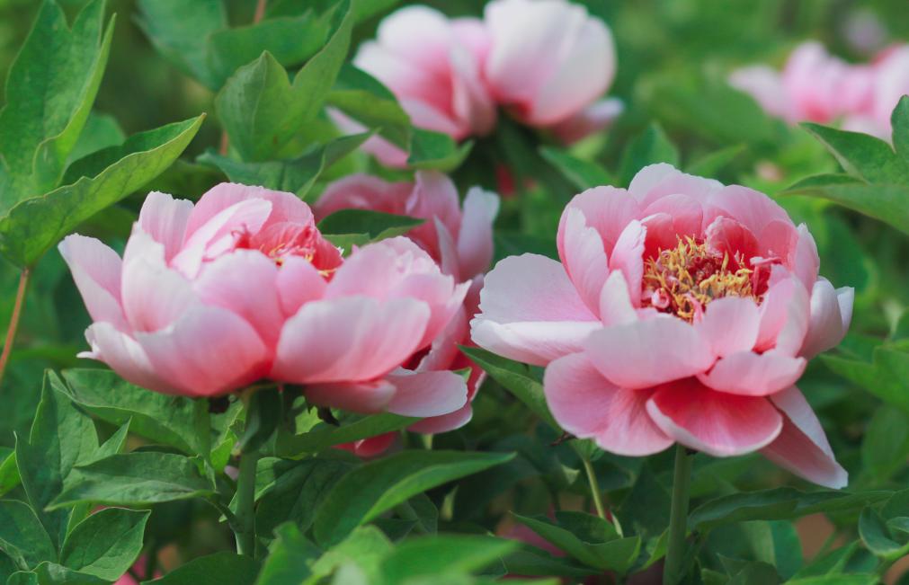 郑州到太行山一号公路自驾路线图,郑州周边自驾免费看红叶最佳路线
