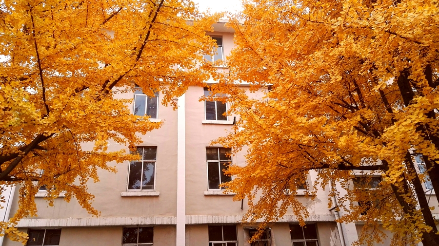 西安外国语大学是双语吗,西安外国语大学是双一流么