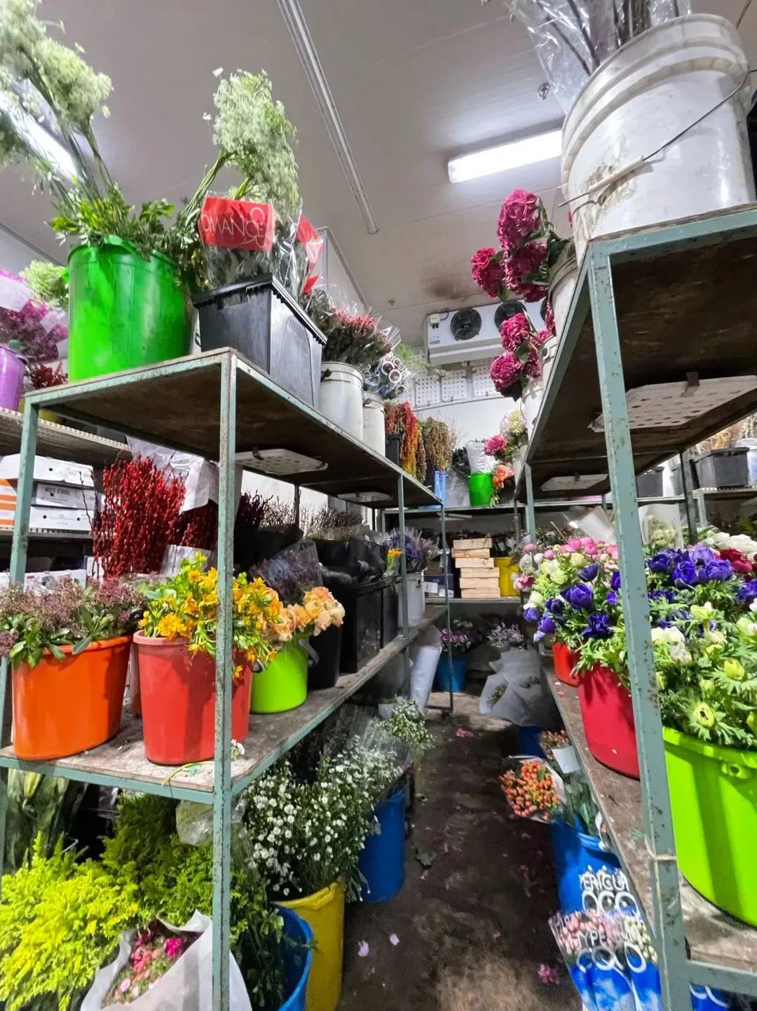 鲜花在水里能养几天会死,新加坡盆栽花卉怎么养