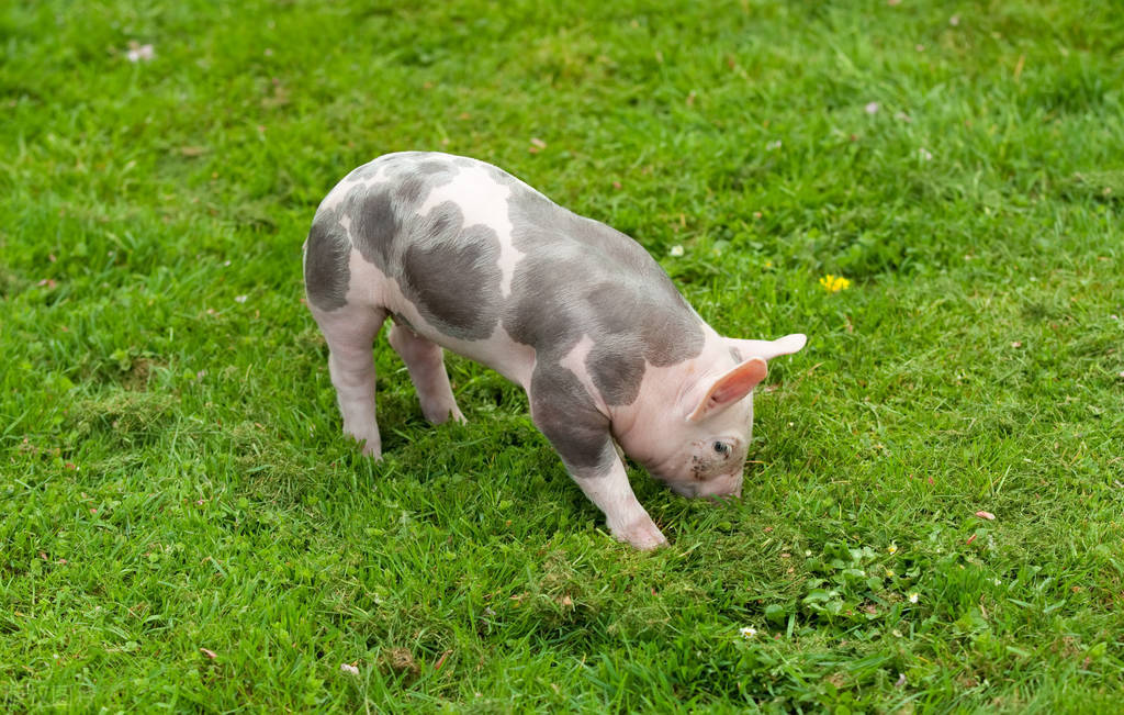 仔猪拉红色血便怎么治疗,仔猪拉黄痢用什么药