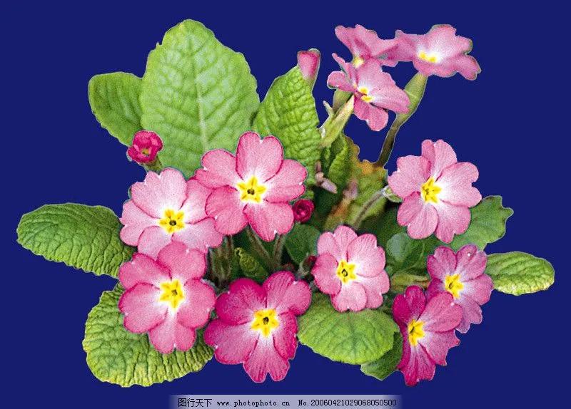 这二十幅极品花卉越看越醉,超好看又耐看的花卉图