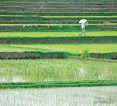 水稻遇低温怎么办,水稻低温后怎么管理