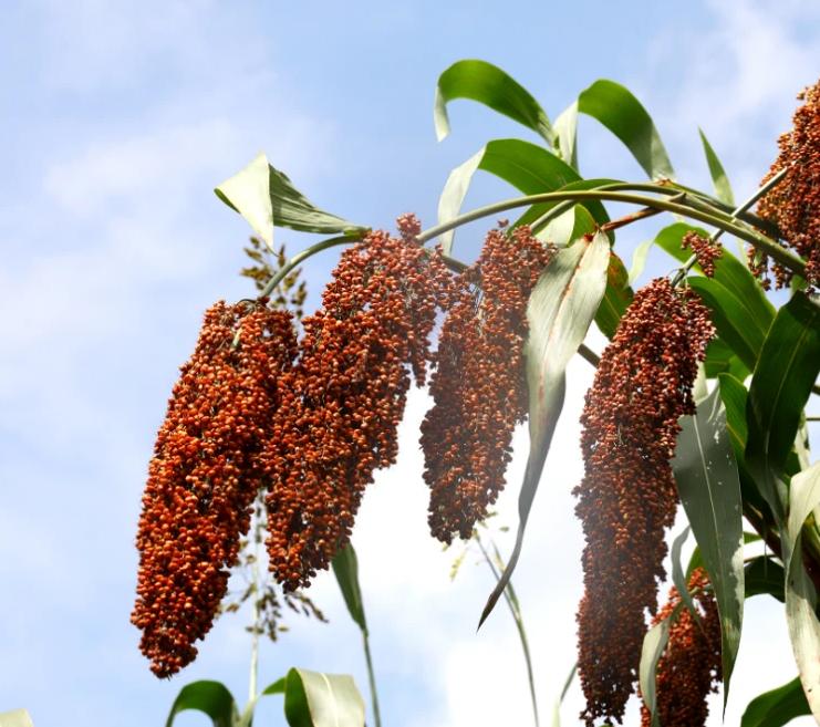 既不见冒烟也闻不到酒糟的酒厂,纯粮酒与纯粮酒有区别吗