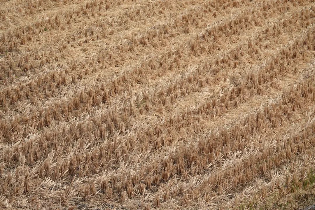 浙西南环游，喜欢龙泉，一座干干净净的山间小城