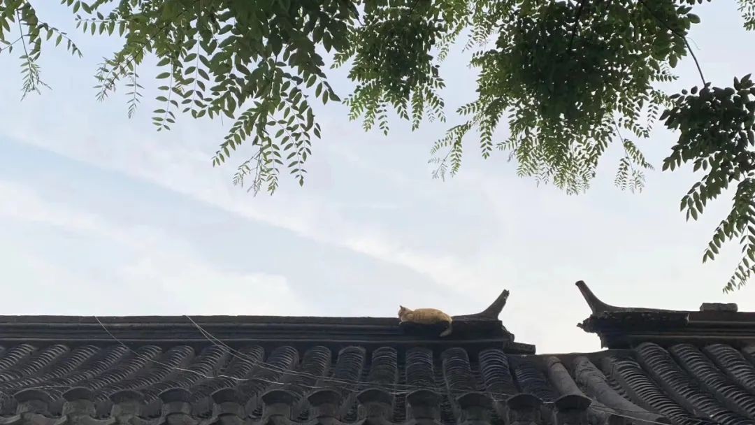 那些选择不租房、长住青旅的年轻人:有人攒钱买房,有人就此躺平