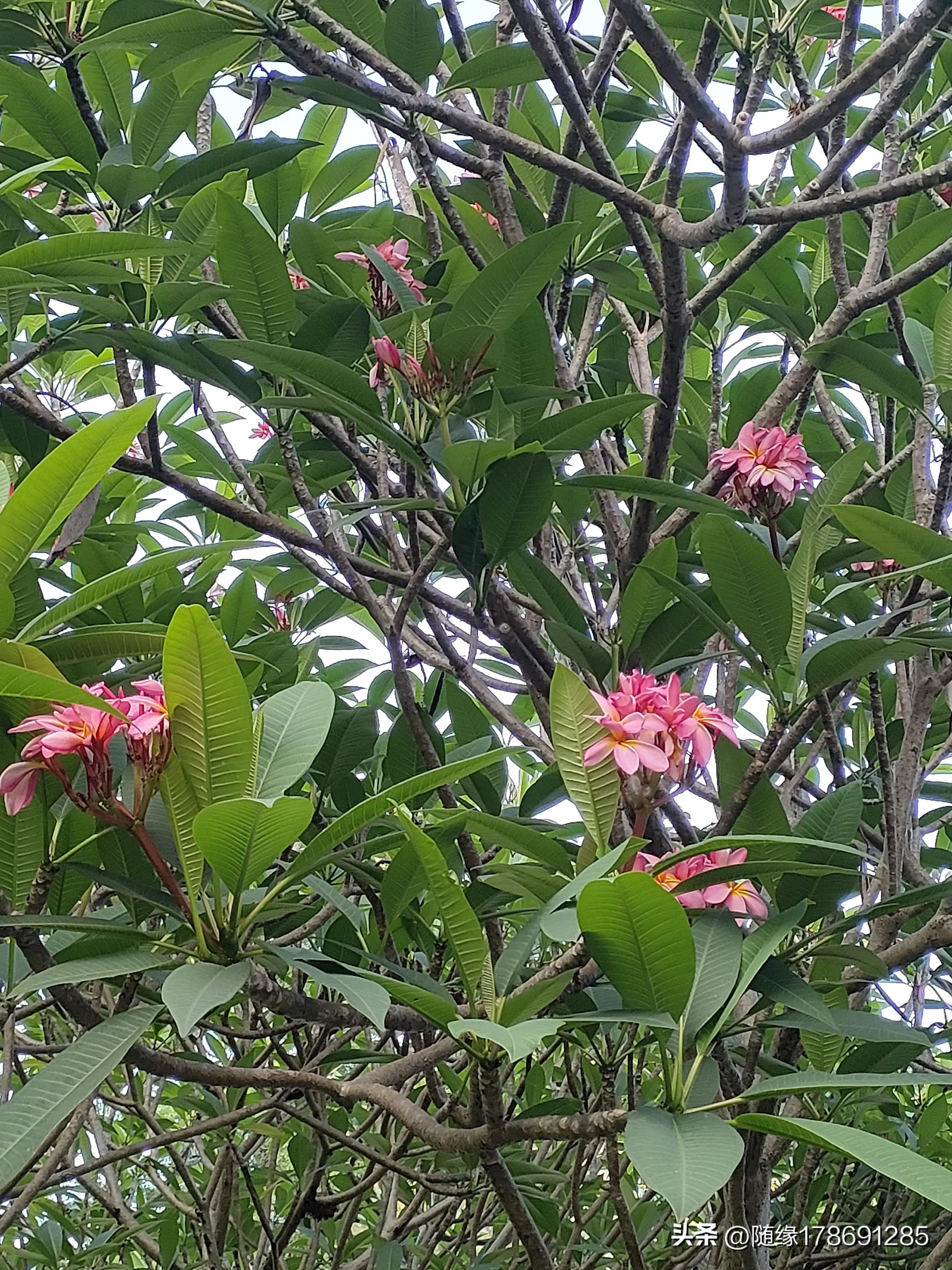 鸡蛋花开,又到了鸡蛋花开的季节