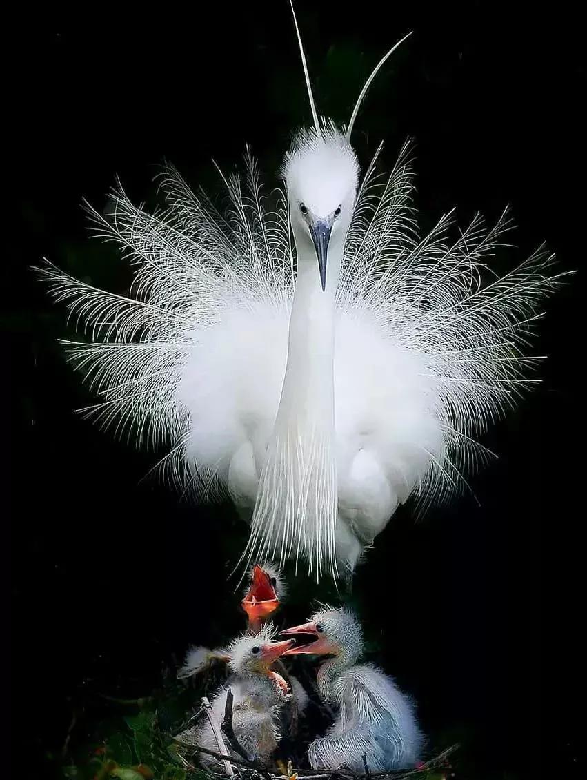 罕见绝美的小动物图片,罕见的动物有趣照片难得一见