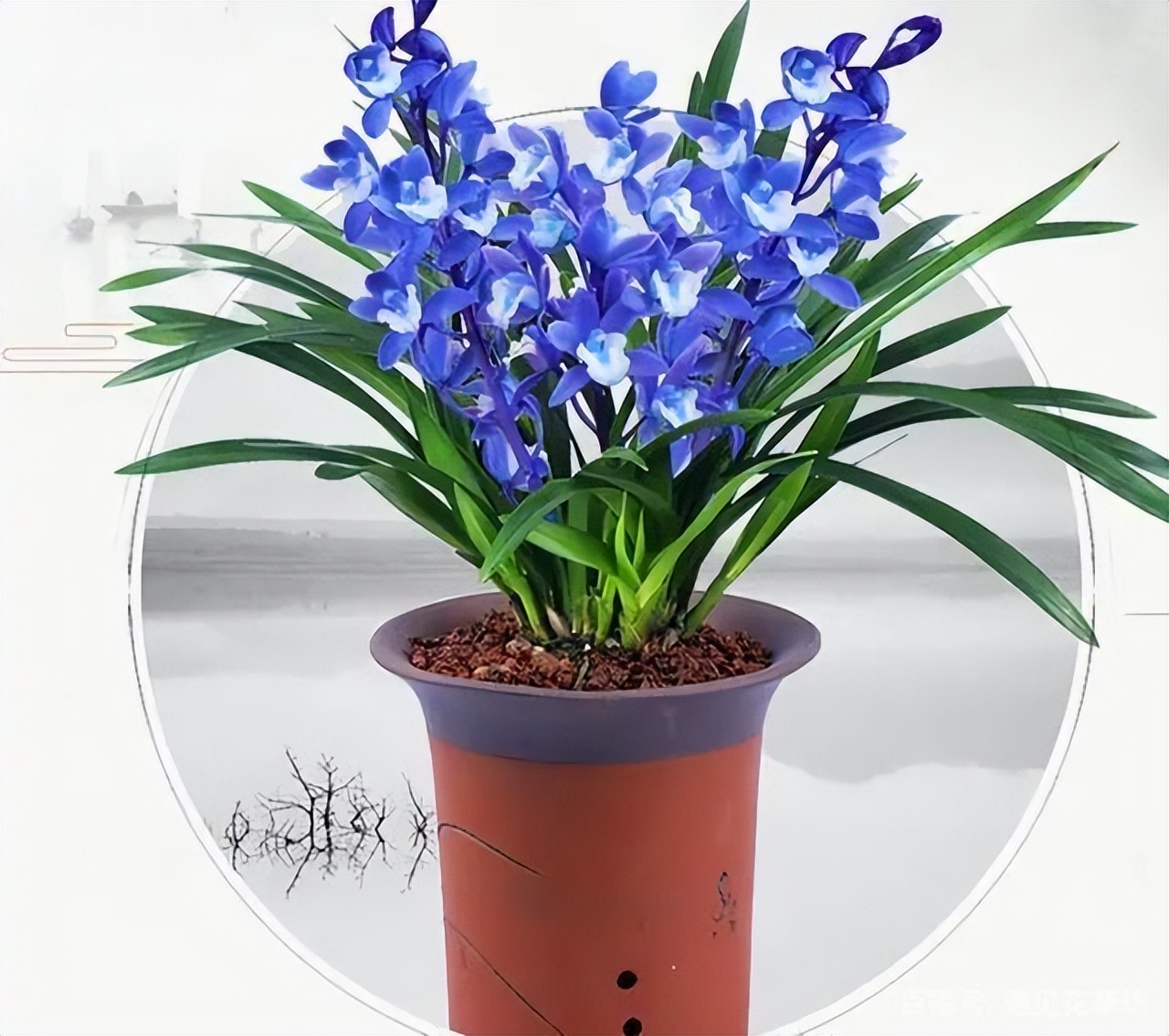 最美的四季兰,四方四季兰