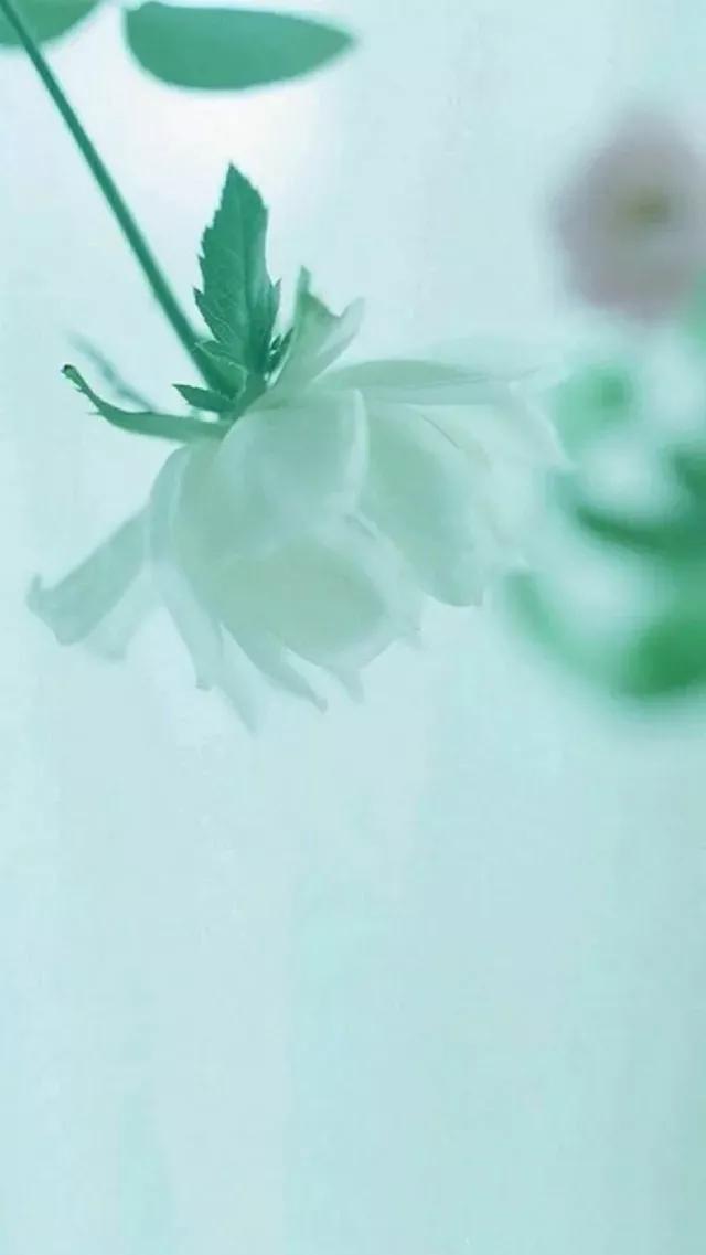 唯美手机壁纸高级感,唯美手机壁纸高清全面屏