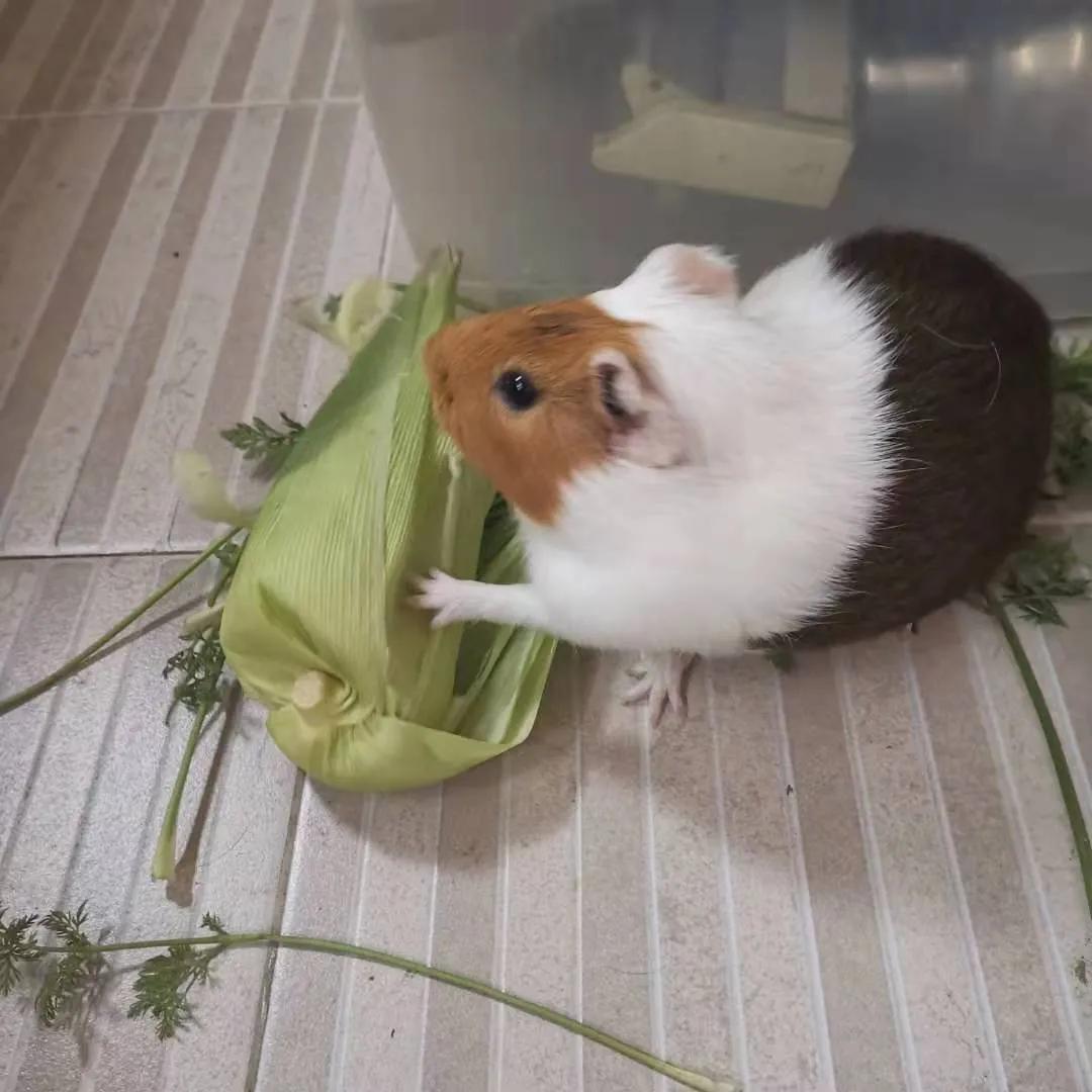 疫情你家囤货了吗,疫情期间荷兰猪没有食了怎么办