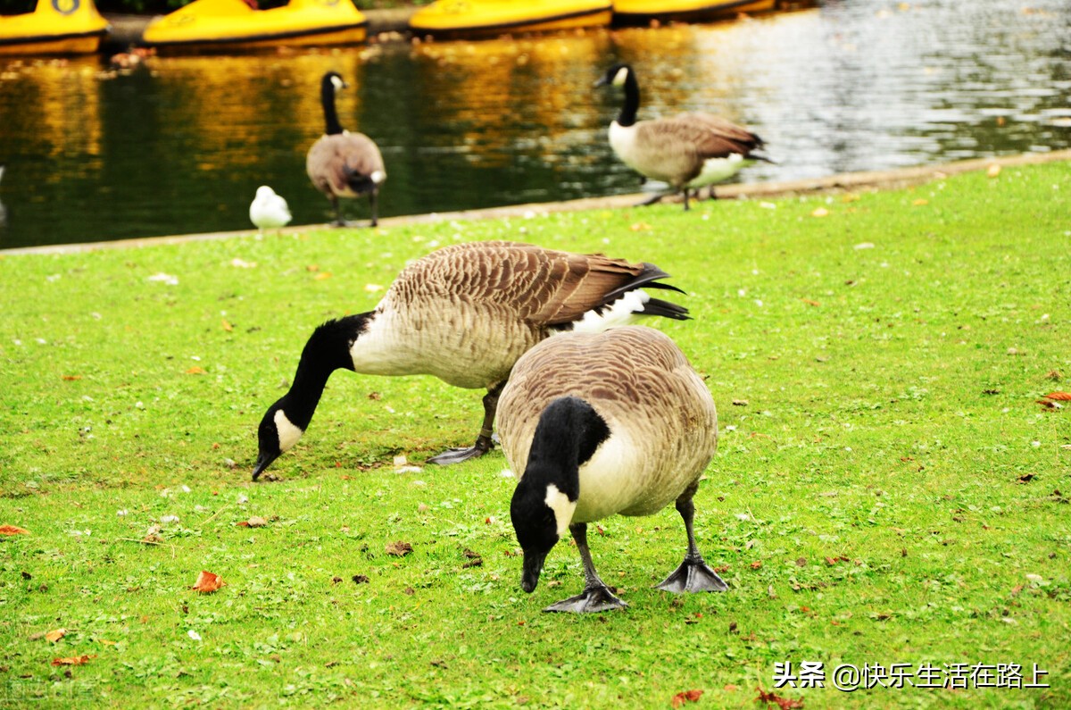 婆婆说生孩子容易,婆婆说女人嫁人就是要生孩子的