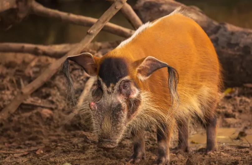 闈炴床閲庣尓鍒嗗竷鍖哄煙,闈炴床閲庣尓