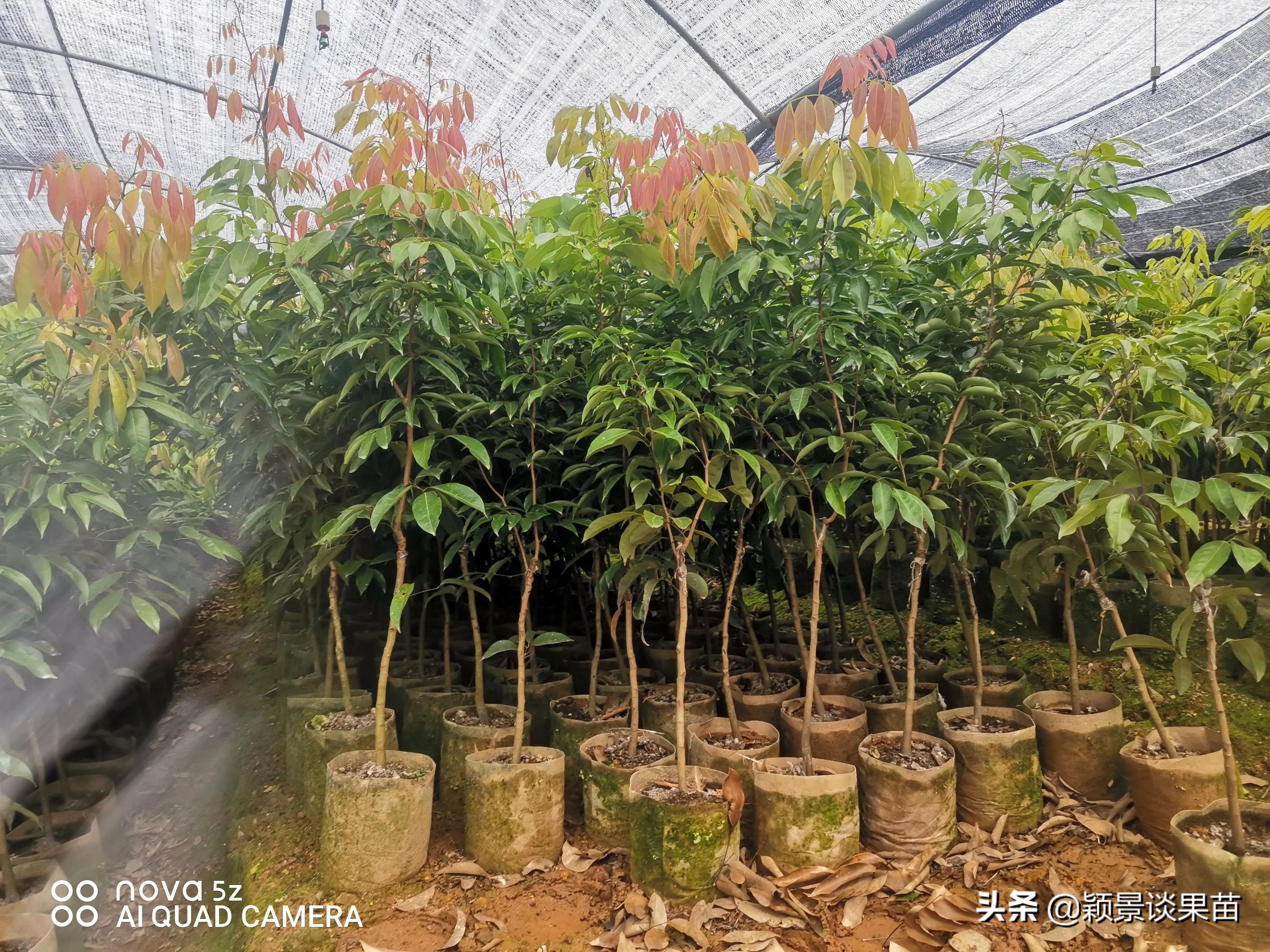 适合南宁种的水果树苗,适合广西种的阳台水果苗