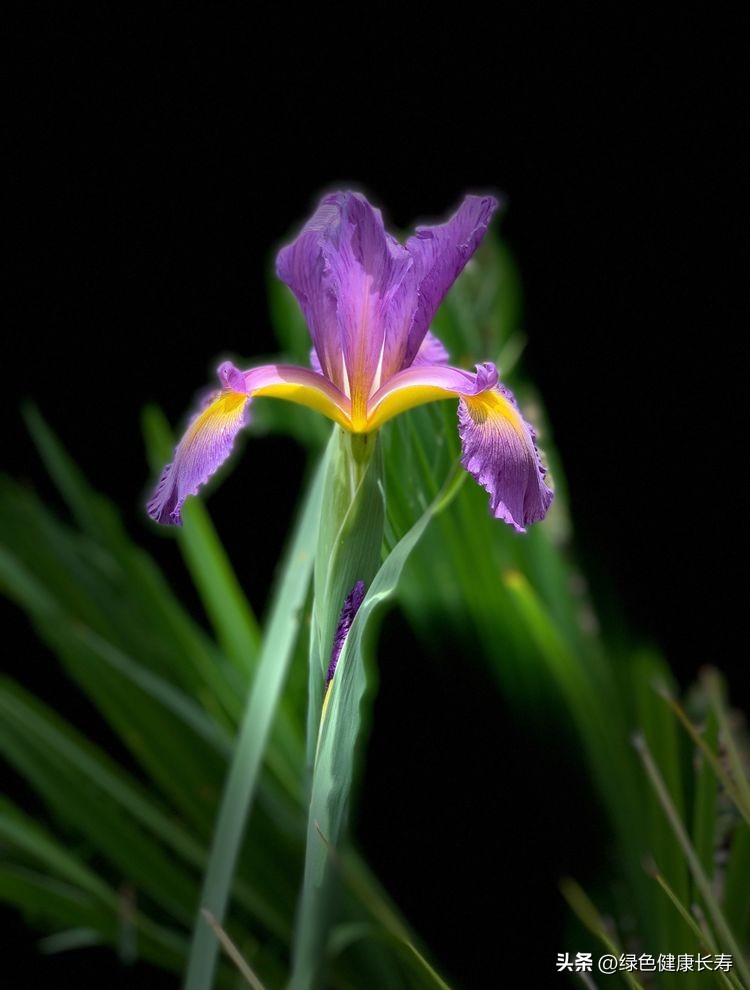 世界花园风景,世界花园
