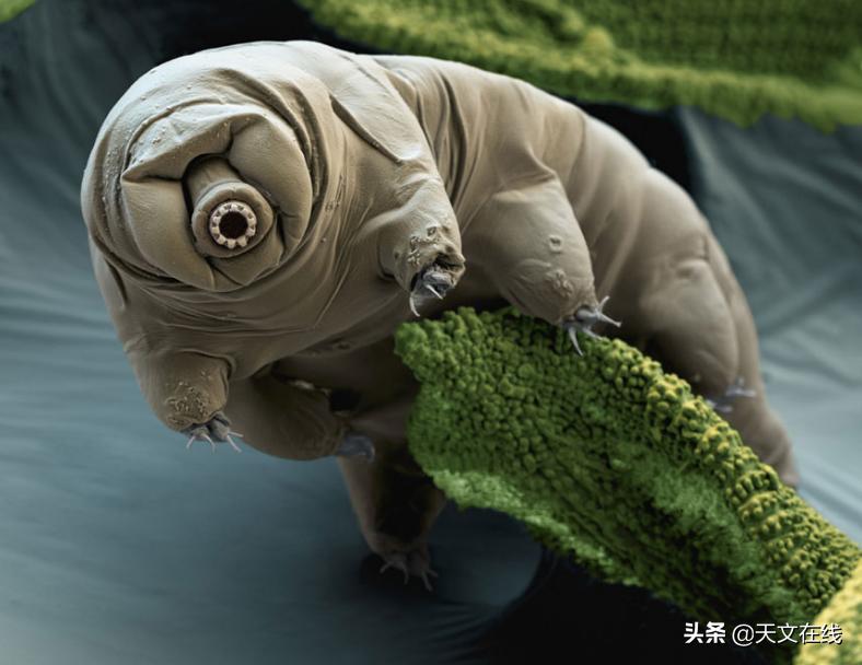 最有可能是外星生物的动物,什么物种是外星物种