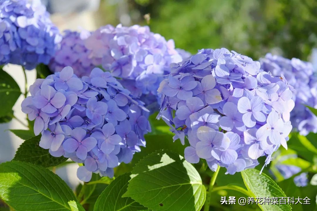 夏季阳光太毒怎么养护月季花,太阳毒怎么能治好呢